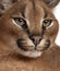 Close-up of Caracal, Caracal caracal, 6 months old