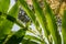 Close-up of cardamom leaves growing at farm in Kumily, Kerala, India