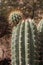 Close up of a Cardon Grande cactus with a bud growing out of it