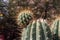 Close up of a Cardon Grande cactus with a bud growing out of it in Arizona