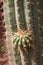 Close up of a Cardon Grande cactus with a bud growing out of it in Arizona