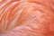 Close up of caribbean flamingo feathers, africa