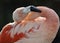 Close up of caribbean flamingo feathers, africa