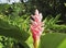 Close up of caribbean pink flower in tropical garden. Alpinia or Red Ginger