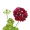 Close-up of carmine red zonal geranium flower