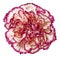 Close up carnation flower