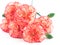 Close up of carnations on white background.