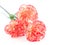 Close up of carnations on white background.