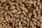 Close-up of carniolan honey bees rearing the brood on a comb