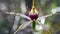 Close up of carousel spider orchid