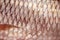 Close-up of carp fish scale, texture of freshwater fish background
