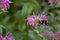 Close-up of a carpenter bee collecting nectar from a bright pink monarda bee balm plant