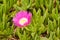 Close up of carpobrotus flower succulent plant