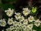 Close-up carrot flower small white flowers forms dense bouquets