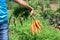 Close-up of carrots bunch with crop part body.The child is picking and holding clean carrot