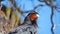 Close up of a Carunculated caracara