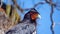 Close up of a Carunculated caracara