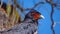 Close up of a Carunculated caracara