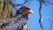 Close up of a Carunculated caracara