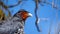 Close up of a Carunculated caracara