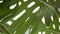 Close-up carved leaf in a greenhouse. A large green leaf of a houseplant against the background of a window. Ornamental evergreen