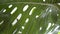 Close-up carved leaf in a greenhouse. A large green leaf of a houseplant. Ornamental evergreen shrubs