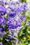 Close-up of Caryopteris, heavenly blue clandonensis flowers, springtime