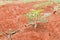 Close up cassava manioc plant in farmland