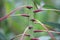 Close up of cassava stems and leaves