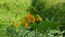 Close up of a Cassia occidentalis flower bunch