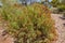 Close up of a Cassia or Wormwood shrub, Senna artemisioides,