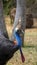 Close Up Of a Cassowary