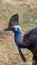 Close Up Of a Cassowary