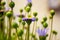 Close-up of caster plants, Felicia amelloides, from the daisy family, Asteraceae