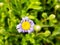 Close-up of caster plants, Felicia amelloides, from the daisy family, Asteraceae