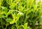 Close-up of caster plants, Felicia amelloides, from the daisy family, Asteraceae