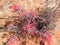 Close up of Castilleja chromosa, commonly known as Indian paintbrush or prairie-fire and are classified in the broomrape family, O