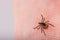 Close-up of castor bean tick on a human finger skin. Ixodes ricinus