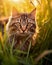 Close-up of a cat amidst a grassy meadow with golden sunlight at sunset, exuding a sense of adventure and mystery