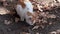 Close-up of a cat eating food from the ground strewn with autumn leaves and acorns