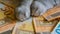 close-up of a cat with euro banknotes. The cost of keeping and maintaining pets. Global economic recession.