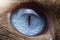 Close-up of the cat eyes are blue and small hairs around the eyes. Selective focus of the blue eyes of siamese cat.