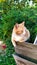 Close-up cat. A ginger cat sits on a wooden fence. Walking pets on the street