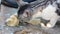 Close-up cat,gray white domestic cat eating bread,very light cat