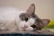 Close up cat nose. Cute white cat laying down a carpet