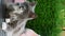 Close-up cat relaxing close-up vertical video calm serenity nature Cat relaxing in harmony with nature's beauty