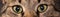 Close-up of a cat`s eyes. Brown young cat