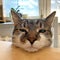 Close up of a cat`s face, a cat`s head leaning against the table, a domestic fur animal