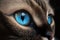 A close-up of a cat\\\'s face in focus on the blue eyes. Pet. Animals. Illustration. Generative AI