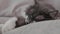 Close-up of a cat's head. Fluffy gray cat